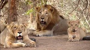 Gir National Park tour packages
