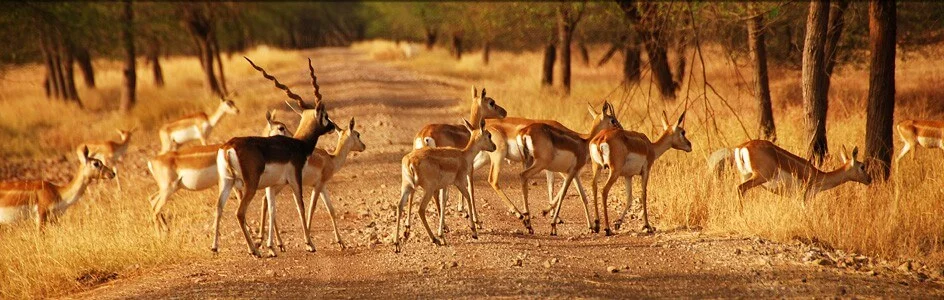 Blackbuck National Park tour packages