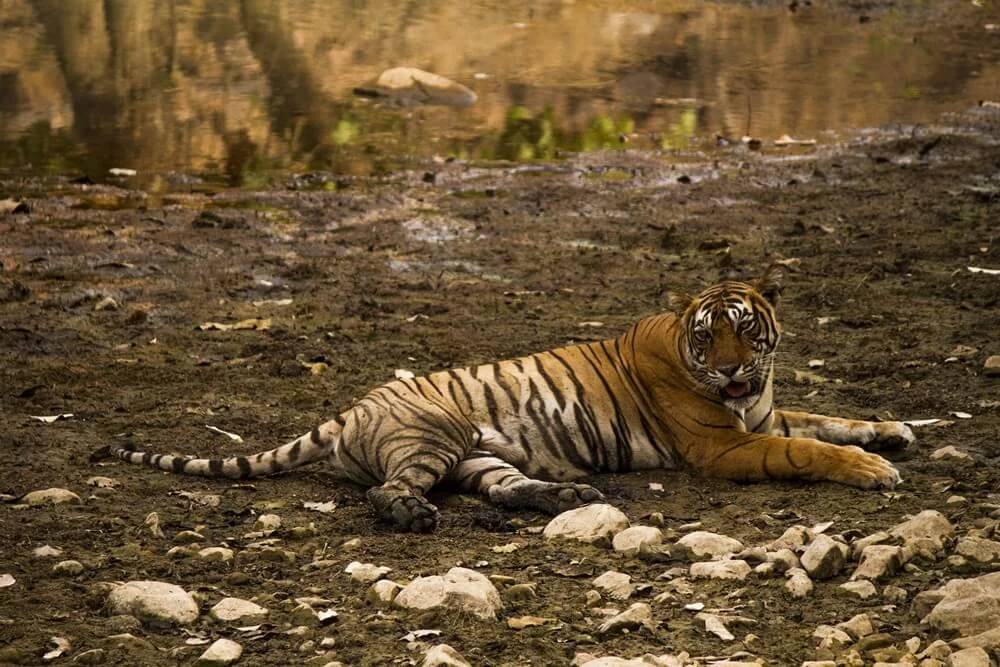 Ranthambore tour packages