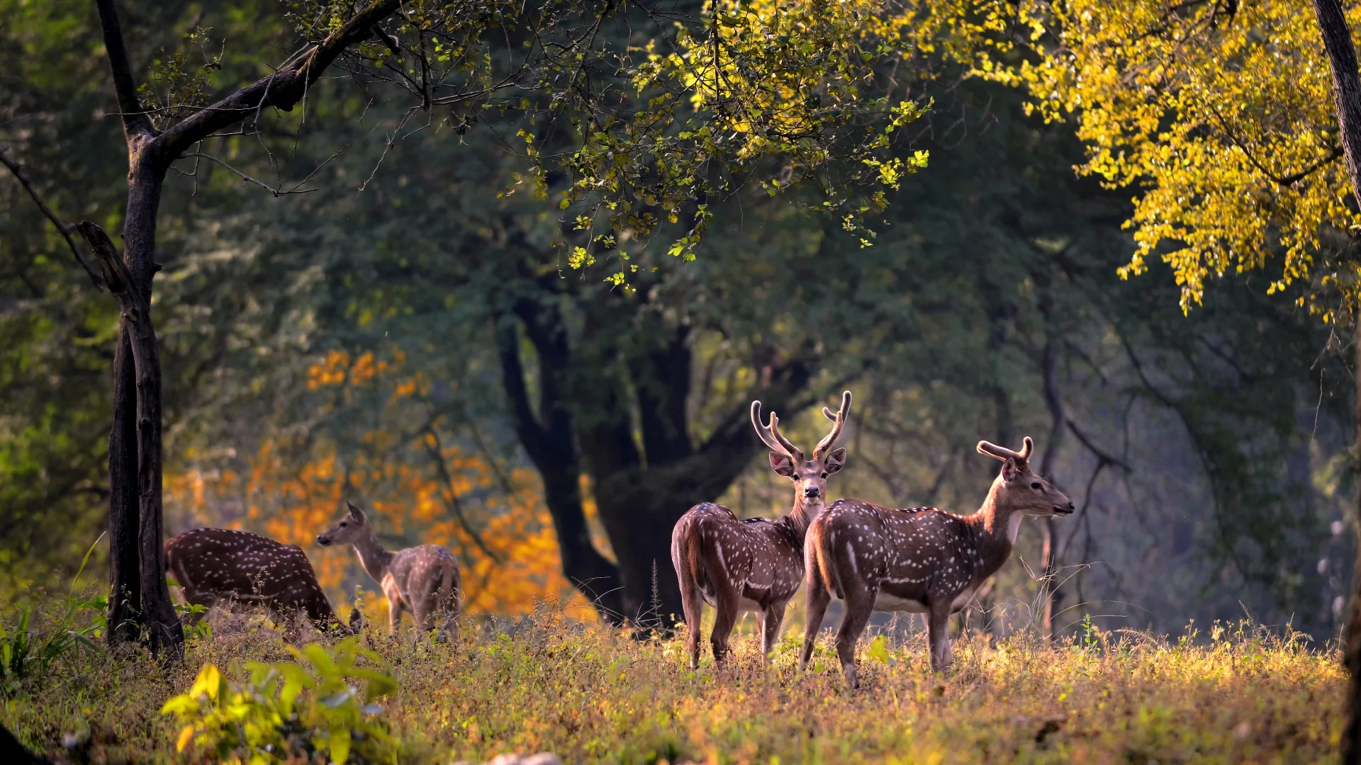 Kanha National Park tour packages