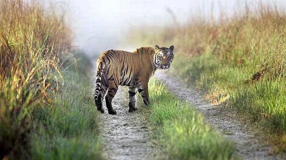 Corbett Tiger Reserve Again Open For Tourists, These Are New Rules