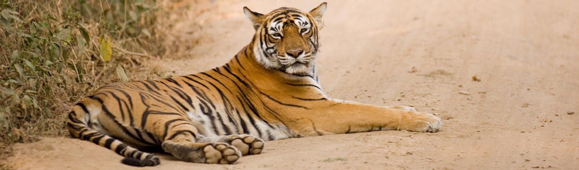 Ranthambore Tour Package From Delhi - AvaniHolidays