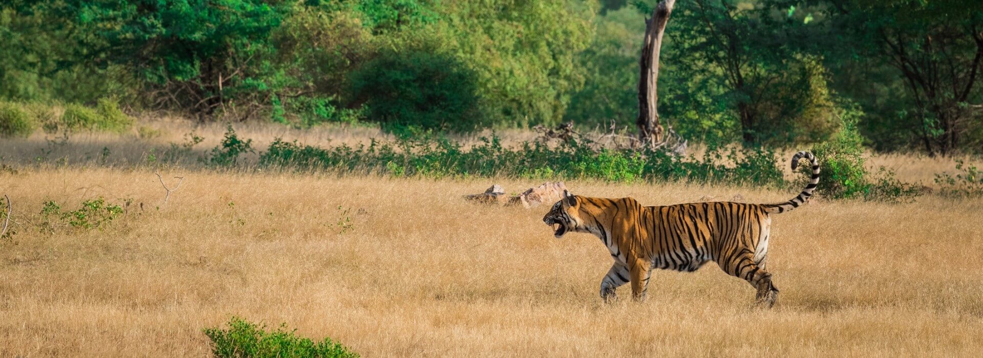 Ranthambore Tour Package From Jaipur