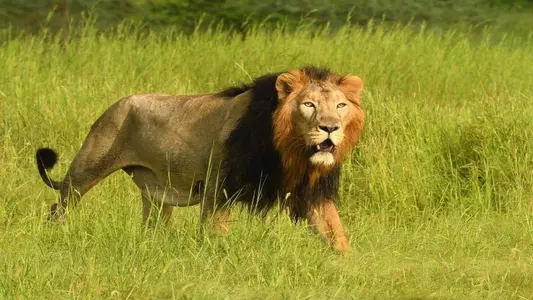 Dwarka Somnath Gir National Park Tour Package From Delhi By Train